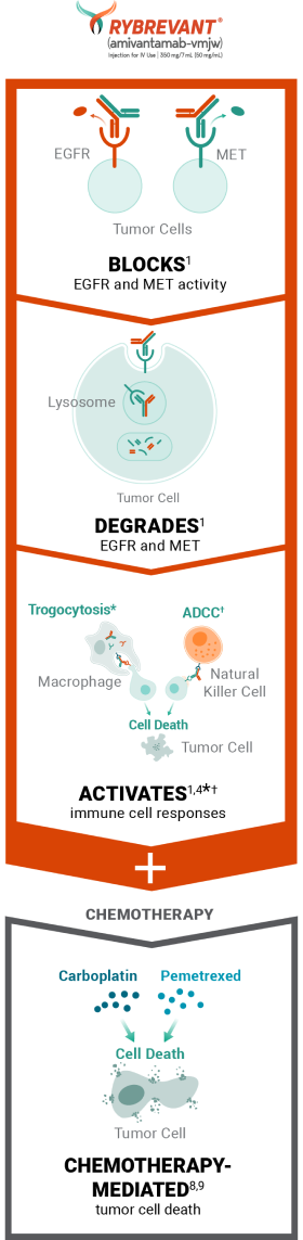 RYBREVANT® (amivantamab) mechanism of action for RYBREVANT® and chemotherapy