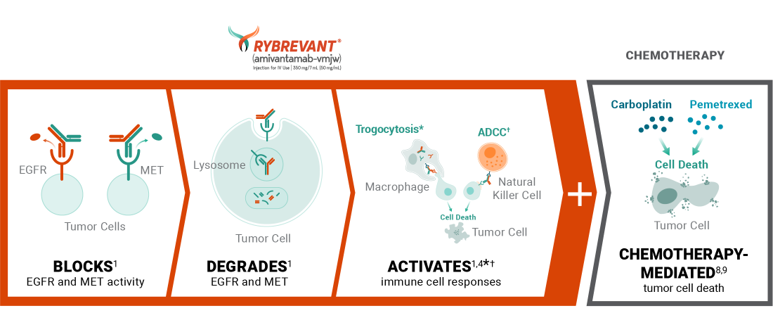 RYBREVANT® (amivantamab) mechanism of action for RYBREVANT® and chemotherapy