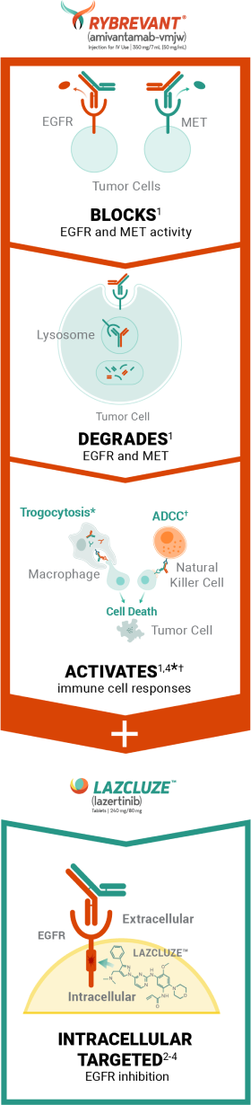 RYBREVANT® (amivantamab) mechanism of action for RYBREVANT® and LAZCLUZE™