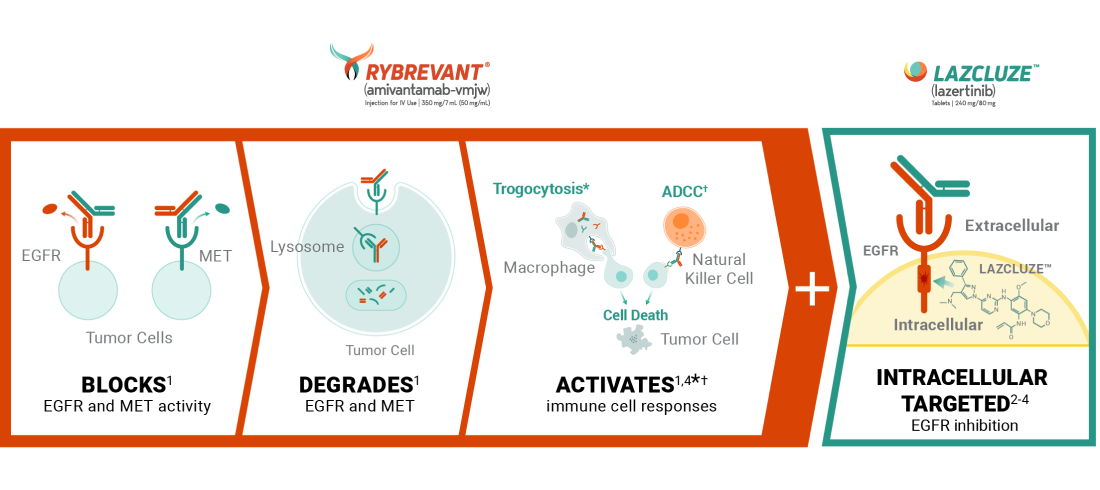 RYBREVANT® (amivantamab) mechanism of action for RYBREVANT® and LAZCLUZE™